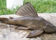 scraped 1777041228 1