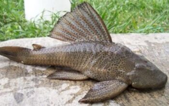 scraped 1777041228 1