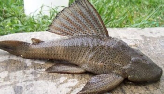 GEMPAR! Inilah Predator Ganas yang Bikin Ikan Sapu-sapu Tak Berkutik! Kenapa Tak Ada di Indonesia?