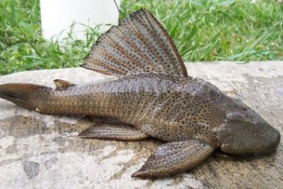 scraped 1777041228 1