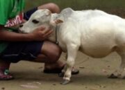 scraped 1777224803 1