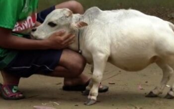 HEBOH! Sapi Terpendek di Dunia: Rani Si Mungil dari Bangladesh Mengguncang Medsos!