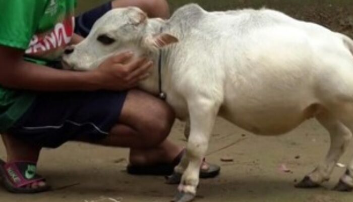 HEBOH! Sapi Terpendek di Dunia: Rani Si Mungil dari Bangladesh Mengguncang Medsos!