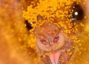 scraped 1777473177 1