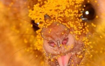 scraped 1777473177 1