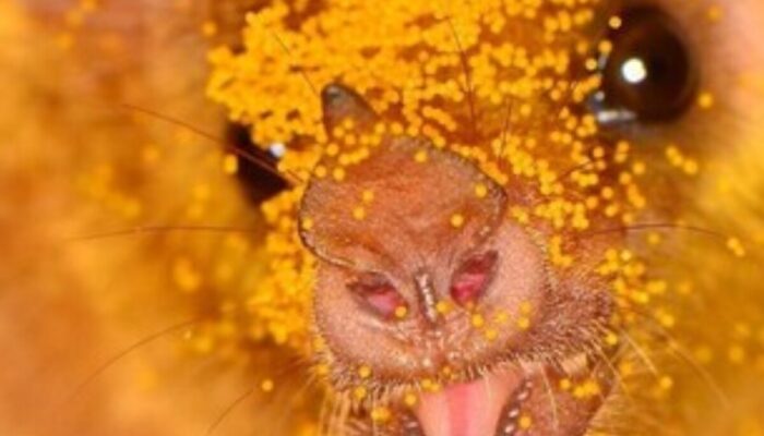 Terbongkar! 9 Kelelawar Paling Memukau di Dunia Ini Bikin Kamu Auto Gemas Maksimal!