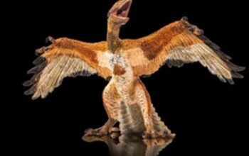 scraped 1777516378 1