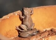 scraped 1777516399 1