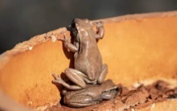 VIRAL! Bocoran Foto Finalis Komedi Hewan 2026 Bikin Ngakak Guling-Guling!