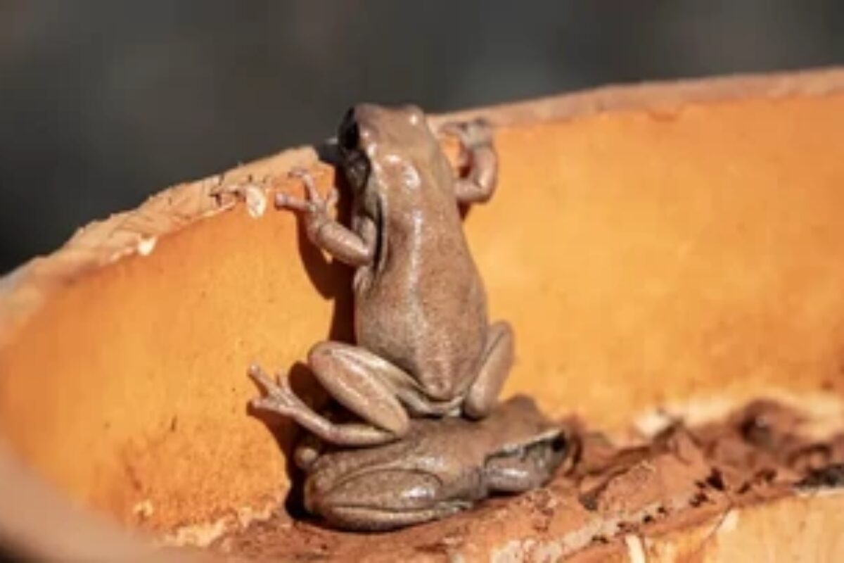 scraped 1777516399 1