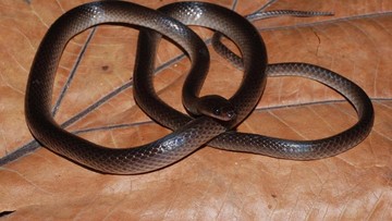 Nama Gitaris Slash Jadi Nama Spesies Ular Baru di Papua Nugini